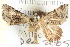  ( - BIOUG04471-H01)  @13 [ ] CreativeCommons - Attribution (2013) CBG Photography Group Centre for Biodiversity Genomics
