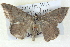  ( - BIOUG04497-C03)  @13 [ ] CreativeCommons - Attribution (2013) CBG Photography Group Centre for Biodiversity Genomics