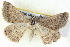  ( - BIOUG04497-C04)  @13 [ ] CreativeCommons - Attribution (2013) CBG Photography Group Centre for Biodiversity Genomics