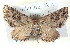  ( - BIOUG04497-D04)  @14 [ ] CreativeCommons - Attribution (2013) CBG Photography Group Centre for Biodiversity Genomics