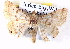 ( - BIOUG04497-D05)  @13 [ ] CreativeCommons - Attribution (2013) CBG Photography Group Centre for Biodiversity Genomics