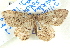  ( - BIOUG04497-D07)  @13 [ ] CreativeCommons - Attribution (2013) CBG Photography Group Centre for Biodiversity Genomics