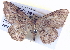  ( - BIOUG04497-F06)  @14 [ ] CreativeCommons - Attribution (2013) CBG Photography Group Centre for Biodiversity Genomics