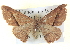  ( - BIOUG04497-G05)  @14 [ ] CreativeCommons - Attribution (2013) CBG Photography Group Centre for Biodiversity Genomics
