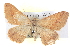  ( - BIOUG04497-H06)  @14 [ ] CreativeCommons - Attribution (2013) CBG Photography Group Centre for Biodiversity Genomics
