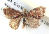  ( - BIOUG04511-A05)  @13 [ ] CreativeCommons - Attribution (2013) CBG Photography Group Centre for Biodiversity Genomics