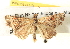  (Dichromodes AH12Au - BIOUG04511-A08)  @14 [ ] CreativeCommons - Attribution (2013) CBG Photography Group Centre for Biodiversity Genomics
