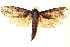 ( - BIOUG04511-H06)  @13 [ ] CreativeCommons - Attribution (2013) CBG Photography Group Centre for Biodiversity Genomics