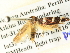  ( - BIOUG04512-E03)  @13 [ ] CreativeCommons - Attribution (2013) CBG Photography Group Centre for Biodiversity Genomics