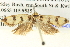  (Mimobrachyoma campylosema - BIOUG04512-G02)  @13 [ ] CreativeCommons - Attribution (2013) CBG Photography Group Centre for Biodiversity Genomics