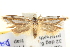  ( - BIOUG04521-B06)  @12 [ ] CreativeCommons - Attribution (2013) CBG Photography Group Centre for Biodiversity Genomics