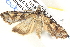  ( - BIOUG04521-C01)  @13 [ ] CreativeCommons - Attribution (2013) CBG Photography Group Centre for Biodiversity Genomics
