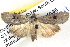  ( - BIOUG04521-F07)  @15 [ ] CreativeCommons - Attribution (2013) CBG Photography Group Centre for Biodiversity Genomics