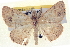  ( - BIOUG04670-E10)  @13 [ ] CreativeCommons - Attribution (2013) CBG Photography Group Centre for Biodiversity Genomics