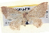  ( - BIOUG04670-F06)  @12 [ ] CreativeCommons - Attribution (2013) CBG Photography Group Centre for Biodiversity Genomics