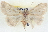  ( - BIOUG04670-G08)  @13 [ ] CreativeCommons - Attribution (2013) CBG Photography Group Centre for Biodiversity Genomics