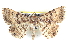  ( - BIOUG04672-A02)  @14 [ ] CreativeCommons - Attribution (2013) CBG Photography Group Centre for Biodiversity Genomics