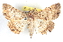  ( - BIOUG04672-A06)  @11 [ ] CreativeCommons - Attribution (2013) CBG Photography Group Centre for Biodiversity Genomics