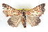  ( - BIOUG04672-A08)  @13 [ ] CreativeCommons - Attribution (2013) CBG Photography Group Centre for Biodiversity Genomics