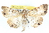  ( - BIOUG04672-C11)  @13 [ ] CreativeCommons - Attribution (2013) CBG Photography Group Centre for Biodiversity Genomics