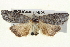  ( - BIOUG04673-E05)  @14 [ ] CreativeCommons - Attribution (2013) CBG Photography Group Centre for Biodiversity Genomics