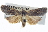  ( - BIOUG04673-F09)  @14 [ ] CreativeCommons - Attribution (2013) CBG Photography Group Centre for Biodiversity Genomics