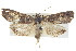  ( - BIOUG04673-F11)  @14 [ ] CreativeCommons - Attribution (2013) CBG Photography Group Centre for Biodiversity Genomics