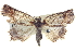 ( - BIOUG04673-G03)  @12 [ ] CreativeCommons - Attribution (2013) CBG Photography Group Centre for Biodiversity Genomics