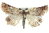  ( - BIOUG04673-G04)  @12 [ ] CreativeCommons - Attribution (2013) CBG Photography Group Centre for Biodiversity Genomics