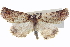  ( - BIOUG04673-G05)  @11 [ ] CreativeCommons - Attribution (2013) CBG Photography Group Centre for Biodiversity Genomics