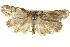 ( - BIOUG04673-G09)  @14 [ ] CreativeCommons - Attribution (2013) CBG Photography Group Centre for Biodiversity Genomics