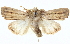  ( - BIOUG04674-E08)  @13 [ ] CreativeCommons - Attribution (2013) CBG Photography Group Centre for Biodiversity Genomics