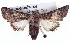  ( - BIOUG04674-H06)  @14 [ ] CreativeCommons - Attribution (2013) CBG Photography Group Centre for Biodiversity Genomics