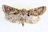  ( - BIOUG04675-A03)  @14 [ ] CreativeCommons - Attribution (2013) CBG Photography Group Centre for Biodiversity Genomics