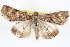  ( - BIOUG04675-A04)  @14 [ ] CreativeCommons - Attribution (2013) CBG Photography Group Centre for Biodiversity Genomics