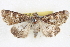  ( - BIOUG04675-A05)  @14 [ ] CreativeCommons - Attribution (2013) CBG Photography Group Centre for Biodiversity Genomics