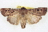  ( - BIOUG04675-B01)  @14 [ ] CreativeCommons - Attribution (2013) CBG Photography Group Centre for Biodiversity Genomics