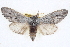  ( - BIOUG04675-E11)  @14 [ ] CreativeCommons - Attribution (2013) CBG Photography Group Centre for Biodiversity Genomics