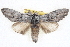  ( - BIOUG04675-F01)  @15 [ ] CreativeCommons - Attribution (2013) CBG Photography Group Centre for Biodiversity Genomics