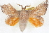  ( - BIOUG04675-G04)  @11 [ ] CreativeCommons - Attribution (2013) CBG Photography Group Centre for Biodiversity Genomics