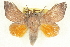  ( - BIOUG04675-G07)  @11 [ ] CreativeCommons - Attribution (2013) CBG Photography Group Centre for Biodiversity Genomics