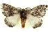  ( - BIOUG04676-B12)  @13 [ ] CreativeCommons - Attribution (2013) CBG Photography Group Centre for Biodiversity Genomics