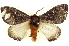  ( - BIOUG04676-C02)  @14 [ ] CreativeCommons - Attribution (2013) CBG Photography Group Centre for Biodiversity Genomics