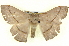  ( - BIOUG04676-C08)  @13 [ ] CreativeCommons - Attribution (2013) CBG Photography Group Centre for Biodiversity Genomics