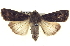  ( - BIOUG04676-H09)  @14 [ ] CreativeCommons - Attribution (2013) CBG Photography Group Centre for Biodiversity Genomics
