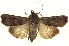  ( - BIOUG04676-H11)  @14 [ ] CreativeCommons - Attribution (2013) CBG Photography Group Centre for Biodiversity Genomics