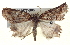  ( - BIOUG04677-B06)  @12 [ ] CreativeCommons - Attribution (2013) CBG Photography Group Centre for Biodiversity Genomics