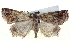  ( - BIOUG04677-B08)  @12 [ ] CreativeCommons - Attribution (2013) CBG Photography Group Centre for Biodiversity Genomics