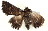  ( - BIOUG04677-C01)  @12 [ ] CreativeCommons - Attribution (2013) CBG Photography Group Centre for Biodiversity Genomics