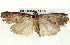  (Mimaglossa nauplialis - BIOUG04677-C06)  @14 [ ] CreativeCommons - Attribution (2013) CBG Photography Group Centre for Biodiversity Genomics